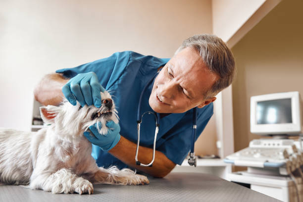 Best Emergency Broken Tooth Repair in Lagunitas Forest Knolls, CA